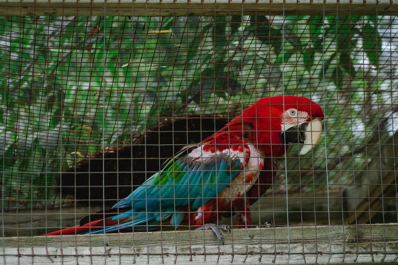 parrrot