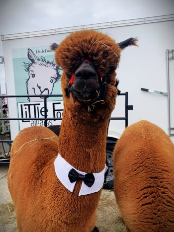 Alpaca on style