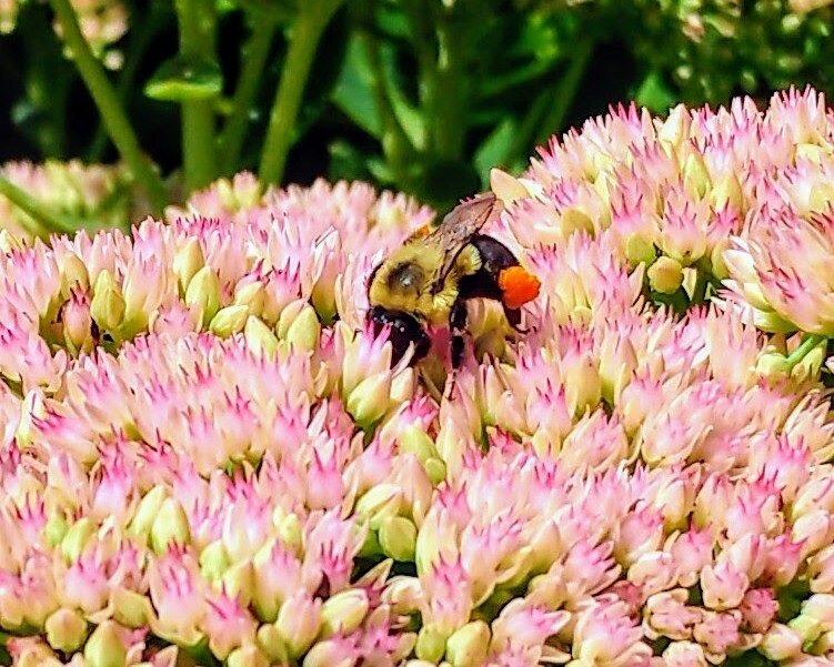 pink flowers and a bee